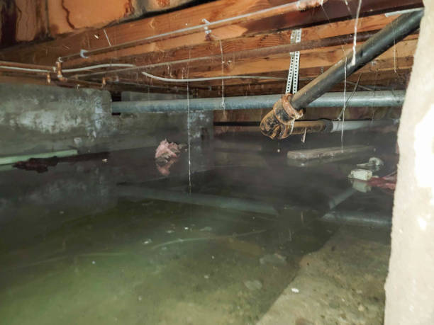 Best Professional water damage repair  in South Point, OH