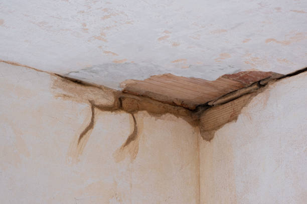 Best Mold removal after water damage  in South Point, OH